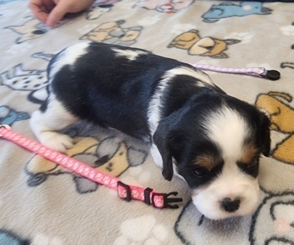 Medium Photo #3 Aussalier Puppy For Sale in ATHOL, ID, USA