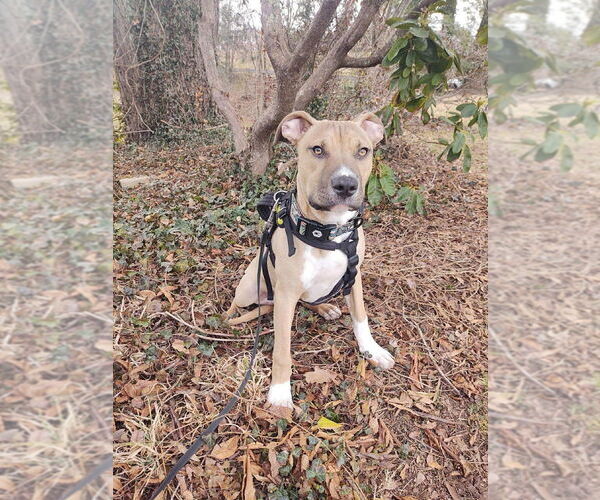 Medium Photo #2 Mutt Puppy For Sale in Candler, NC, USA