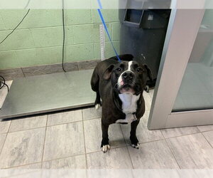 American Staffordshire Terrier-Unknown Mix Dogs for adoption in Grand Prairie, TX, USA
