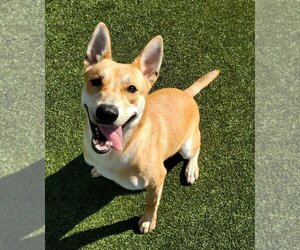 Huskies -Labrador Retriever Mix Dogs for adoption in Godfrey, IL, USA