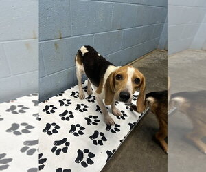 Fable - Female Beagle Dog for Adoption - Photo #4