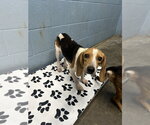 Small Photo #4 Beagle Puppy For Sale in Evansville, IN, USA