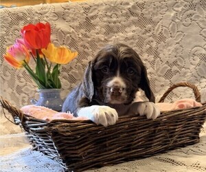 English Springer Spaniel Puppy for sale in OWEN, WI, USA