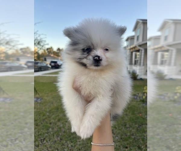 Medium Photo #4 Pomeranian Puppy For Sale in ORLANDO, FL, USA