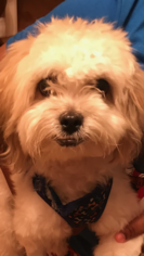 Maltese-Schnau-Tzu Mix Puppy for sale in SCARSDALE, NY, USA