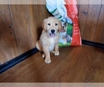 Small Photo #8 Golden Retriever Puppy For Sale in PEYTON, CO, USA