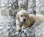 Small #10 Golden Retriever