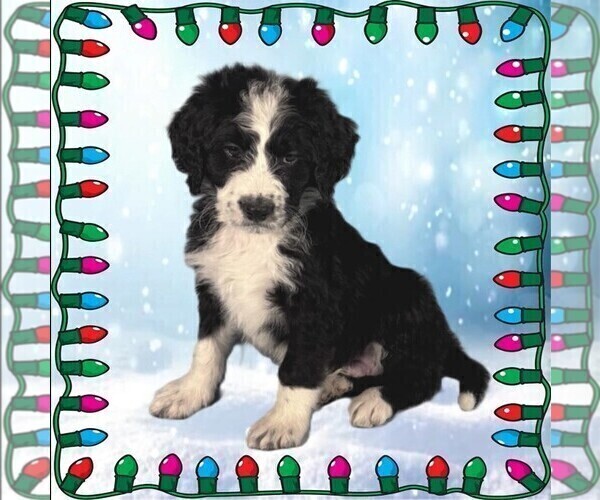 Medium Photo #11 Bernedoodle Puppy For Sale in BLACK FOREST, CO, USA