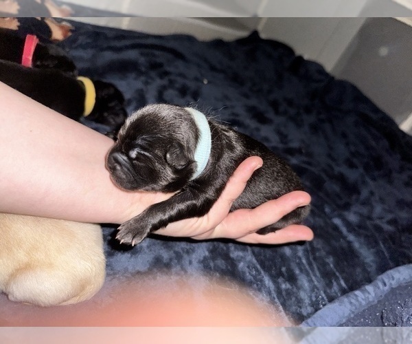 Medium Photo #4 Chow Chow Puppy For Sale in London, Ontario, Canada