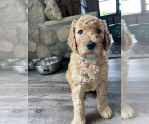 Goldendoodle Puppy for sale in GREENLEAF, WI, USA