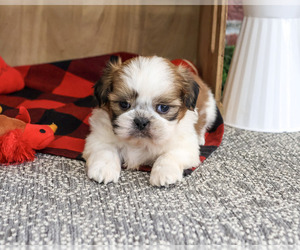 Shih Tzu Puppy for sale in SYRACUSE, IN, USA