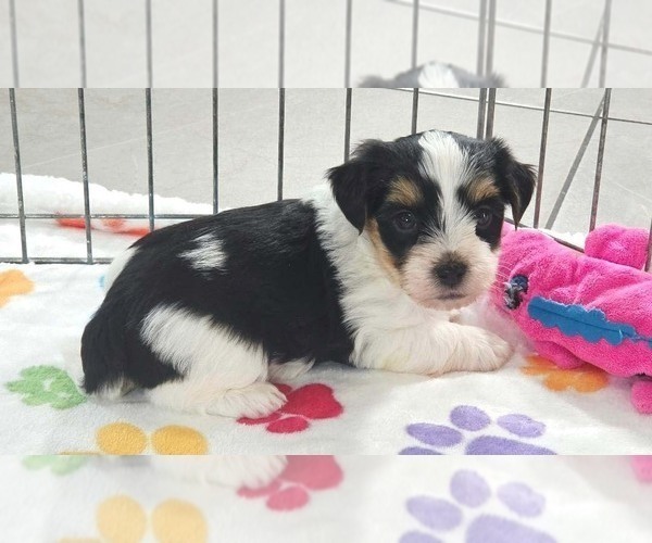 Medium Photo #8 Havashire Puppy For Sale in ORO VALLEY, AZ, USA