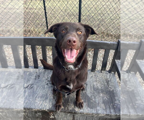 Medium Photo #10 Mutt Puppy For Sale in Elmsford, NY, USA