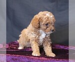 Small #3 Cavapoo (Miniature)
