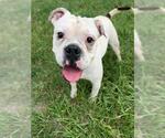 Small Photo #2 American Bulldog-Unknown Mix Puppy For Sale in Conroe, TX, USA