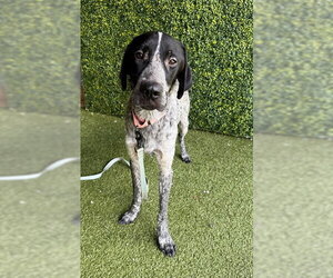 Pointer Dogs for adoption in Naples, FL, USA