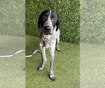 Small Pointer