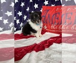 Image preview for Ad Listing. Nickname: Betsy