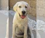 Small Photo #1 Labrador Retriever Puppy For Sale in PLANO, TX, USA