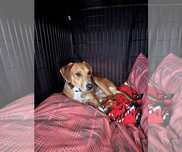 Medium Photo #4 Mutt Puppy For Sale in Springdale, PA, USA