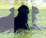 Puppy Layla Aussiedoodle-Poodle (Standard) Mix