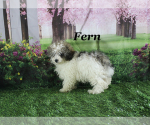 Poodle (Toy) Puppy for sale in CHANUTE, KS, USA