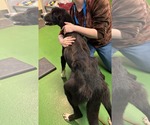 Small Photo #5 Pyrenees Border Collie Puppy For Sale in Rustburg, VA, USA