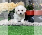 Small #1 Bichon Frise