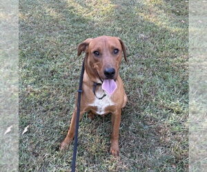 Mutt Dogs for adoption in Boston, MA, USA