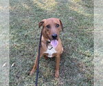 Scooter - Male Mutt Dog for Adoption - Small photo