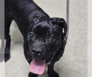 Pug-Unknown Mix Dogs for adoption in Bakersfield, CA, USA