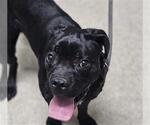 Small Pug Mix