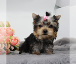 Small #2 Yorkshire Terrier