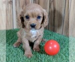 Small #11 Cavapoo (Toy)