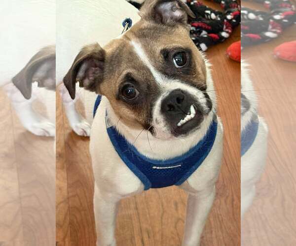 Medium Photo #1 Pug-Unknown Mix Puppy For Sale in Sheboygan, WI, USA