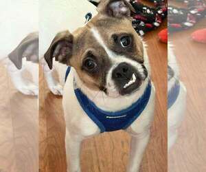 Pug-Unknown Mix Dogs for adoption in Sheboygan, WI, USA