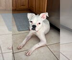 Small Photo #2 Boxer Puppy For Sale in Dumont, NJ, USA