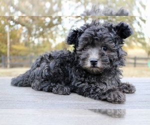 Poovanese Puppy for sale in KNOB NOSTER, MO, USA