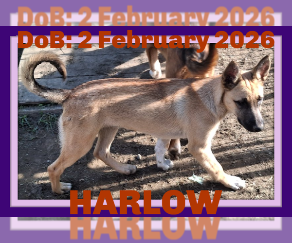 Medium Photo #1 Shollie Puppy For Sale in Sebec, ME, USA