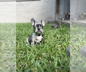 French Bulldog Puppy for Sale in LEAGUE CITY, Texas USA