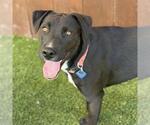 Cora - Female Labrador Retriever-Unknown Mix Dog for Adoption - Small photo