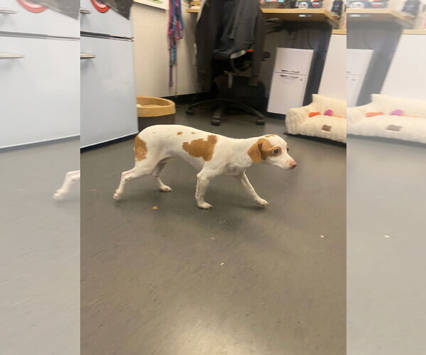 Medium Photo #11 Italian Greyhuahua Puppy For Sale in San Francisco, CA, USA