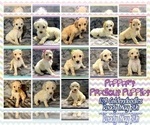 Small Photo #4 Goldendoodle Puppy For Sale in BATON ROUGE, LA, USA