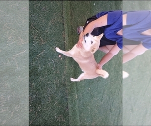 Shiba Inu Dog for Adoption in LAS VEGAS, Nevada USA
