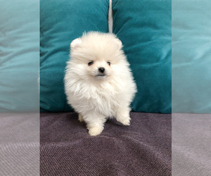 Pomeranian Puppy for sale in WOOD DALE, IL, USA