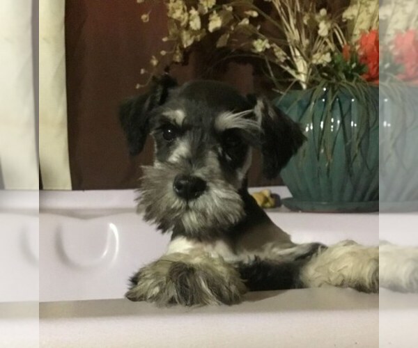 Medium Photo #2 Schnauzer (Miniature) Puppy For Sale in AGUANGA, CA, USA