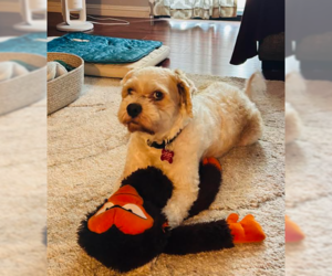 Oso - Male Maltipoo (Miniature) Dog for Adoption - Photo #3
