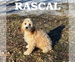 Image preview for Ad Listing. Nickname: Rascal