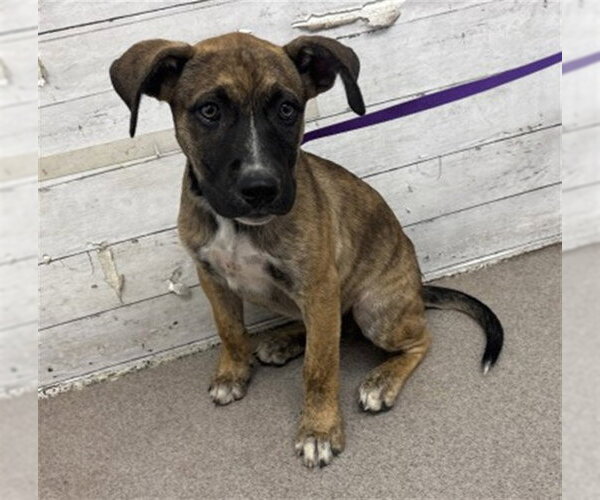 Medium Photo #1 Mutt Puppy For Sale in San Bernardino, CA, USA