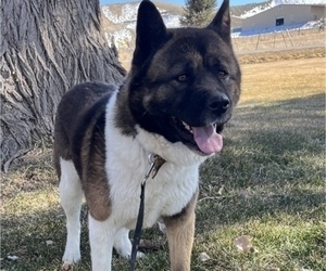 Akita Puppy for sale in LOMA, CO, USA